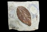 Detailed Fossil Leaf (Viburnum) - Montana #165038-1